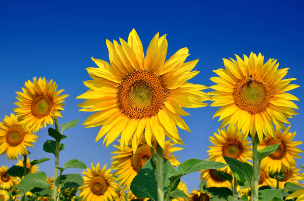 Spring Maintenance Assures Your Pool is Ready